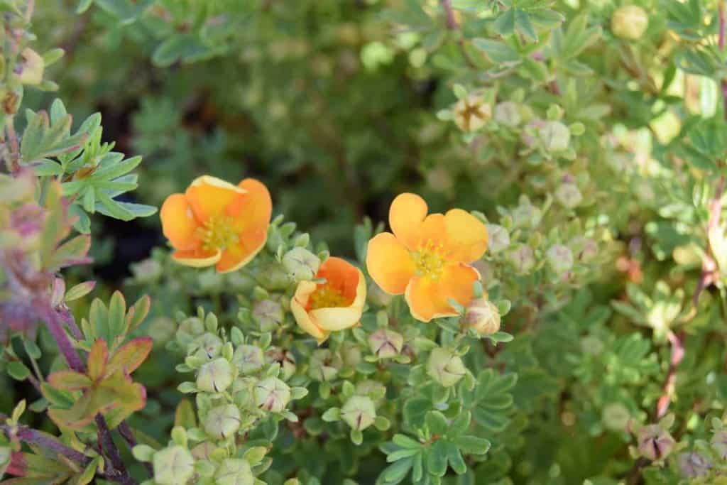 Potentilla fruticosa 'Tangerine' 20-30 cm